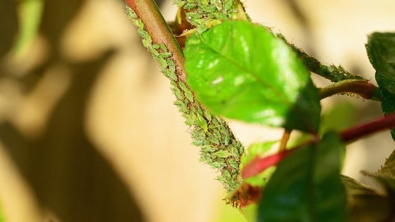 príznaky poškodenia vošiek na rastlinách