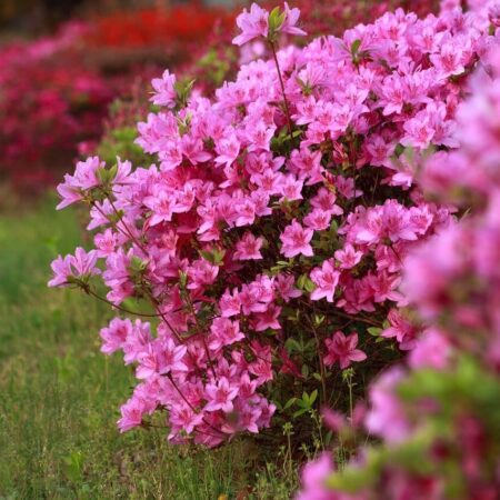 12 nebezpečných rastlín pre chovateľov sliepok