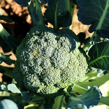 Zelenina z vašej záhrady, ktorá znižuje krvný tlak