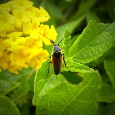 Organické pesticídy: Všetko, čo o nich potrebujete vedieť