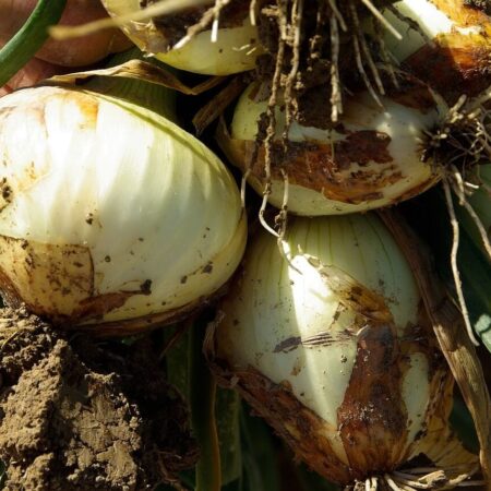 Drobná mínerka v cibuli: Vďaka týmto trikom ju porazíte