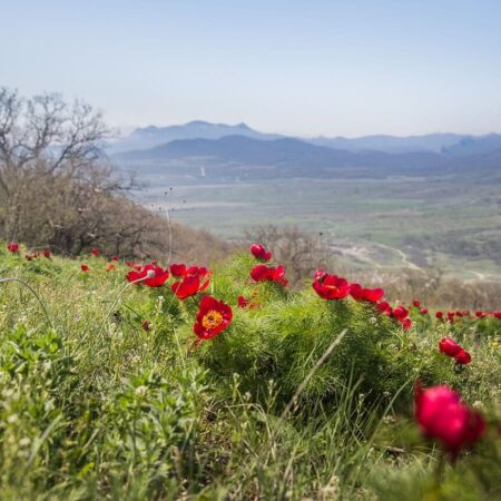ako vypestovať mak obyčajný správne