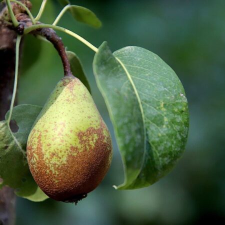 Ako urýchliť produkciu ovocia vo vašej záhrade