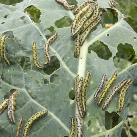 Húsenice v kapuste požierajú listy – škody spôsobené mlynárikom kapustovým na zelenine.