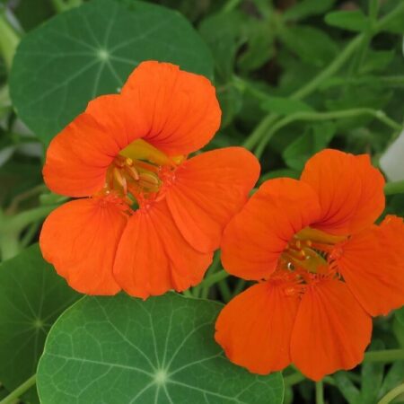 Účinná pasca na vošky: Tipy, ako pestovať jedlú kapucínku