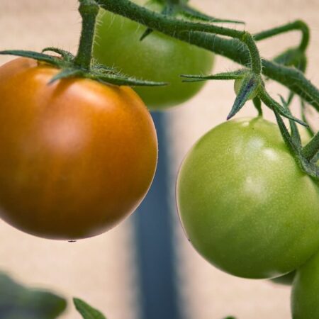 Ideálne podmienky pre dozrievanie paradajok v interiéri