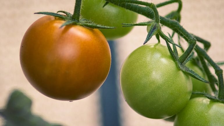 Ideálne podmienky pre dozrievanie paradajok v interiéri