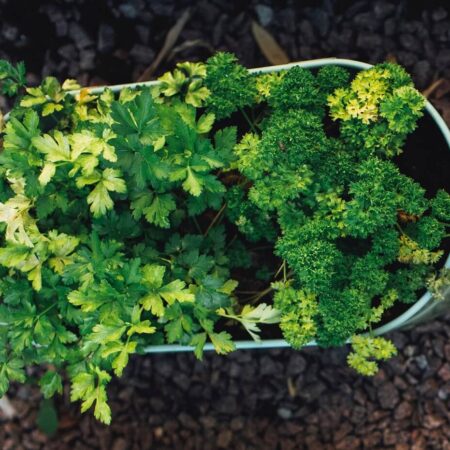 Pozor na žlté škvrny: Kedy škodí septória?