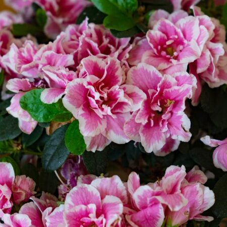 Rododendron indický v kvetináči: Ako ho pestovať?