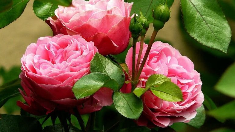 Voňavé ruže vo vašej záhrade