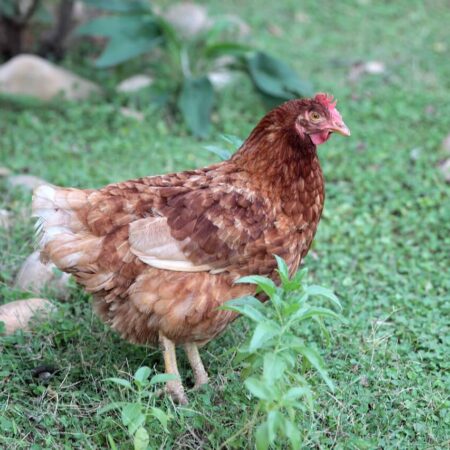 Tieto rastliny zo záhrady sú pre sliepky nebezpečné