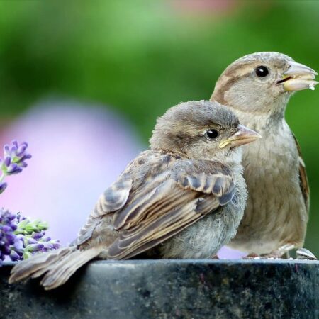 Kŕmenie vtákov cez letné obdobie – viete o tom všetko?