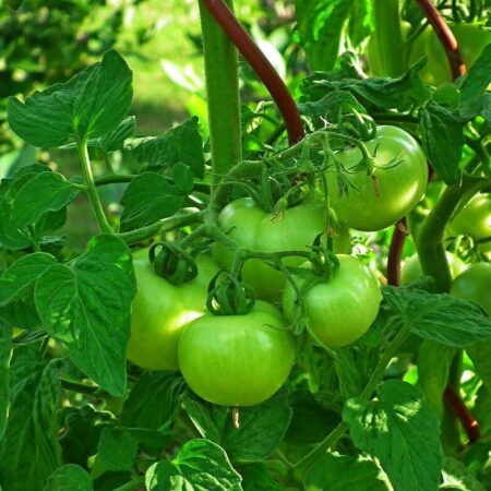 6 metód, ako môžu dozrieť zelené paradajky v interiéri