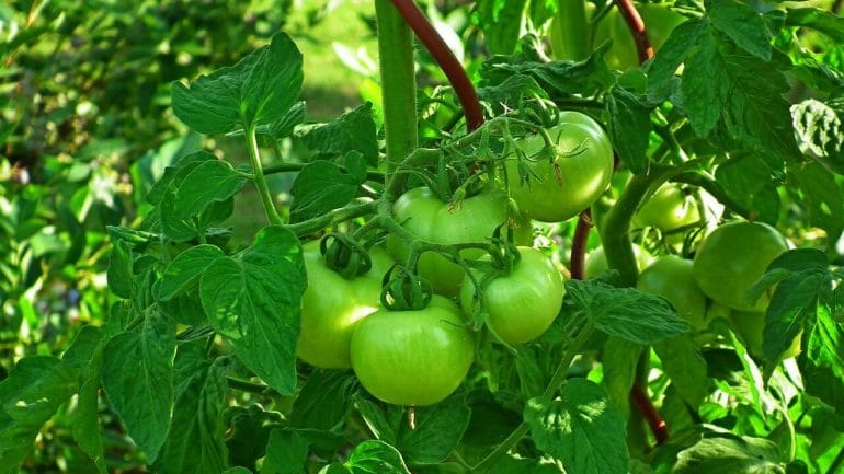 6 metód, ako môžu dozrieť zelené paradajky v interiéri