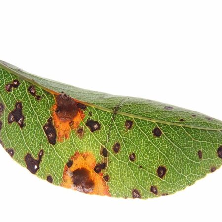 Ako sa vysporiadať s hrdzou na listoch