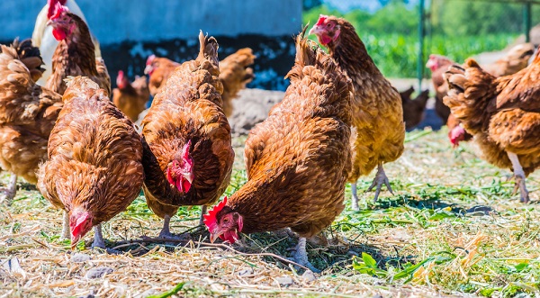 5 prekvapivých príčin, prečo vaše sliepky jedia vajcia