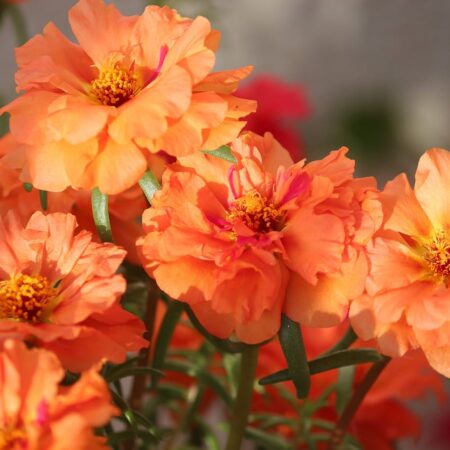 20 nádherných pôdopokryvných rastlín do vašej záhrady