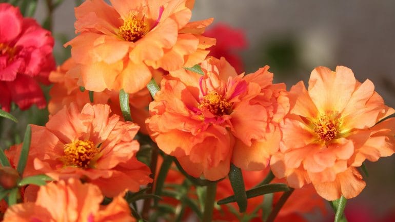 20 nádherných pôdopokryvných rastlín do vašej záhrady