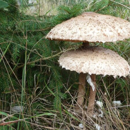 Bedľa vysoká: Tieto recepty z nej si zamilujete