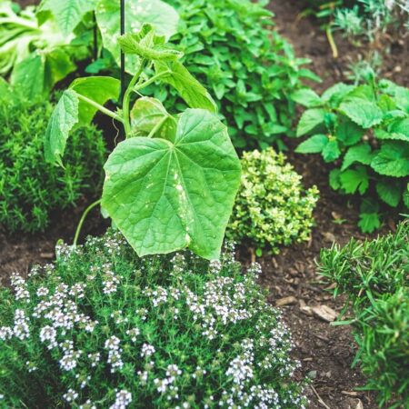 Ideálne bylinkové kombinácie pre zdravšie rastliny