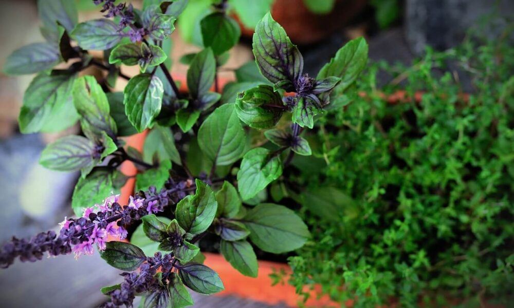 6 liečivých byliniek pre lepšie zdravie vašich sliepok