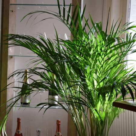 Pestujeme palmy: Elegantná hovea forsterova