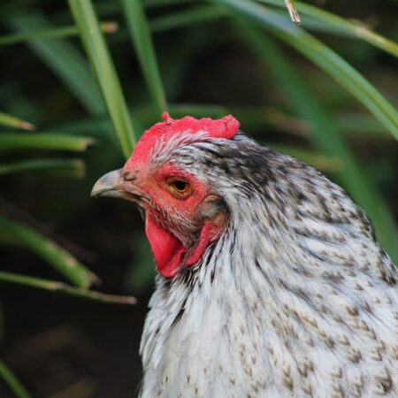 Pestujte liečivé bylinky pre vaše sliepky, budú zdravšie