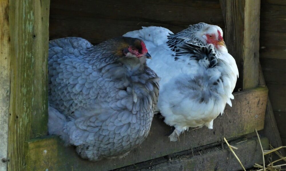 Vyrobte si antibakteriálny sprej