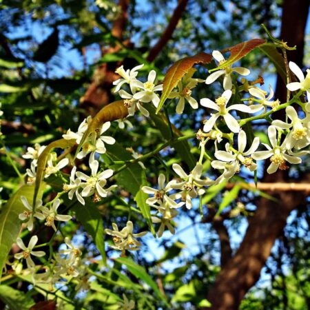 Podpora zdravej záhrady: Organické pesticídy, ktoré použiť