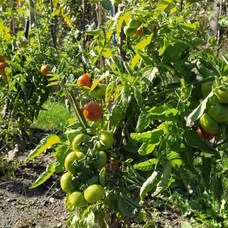 Ako mať zdravé rajčiaky až do jesene