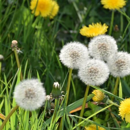 Ako sa zbaviť púpav a dôvody, prečo to nerobiť