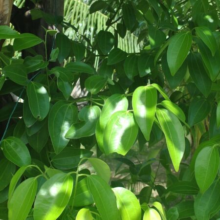 Takto škorica pomáha zlepšiť zdravie vašich rastlín