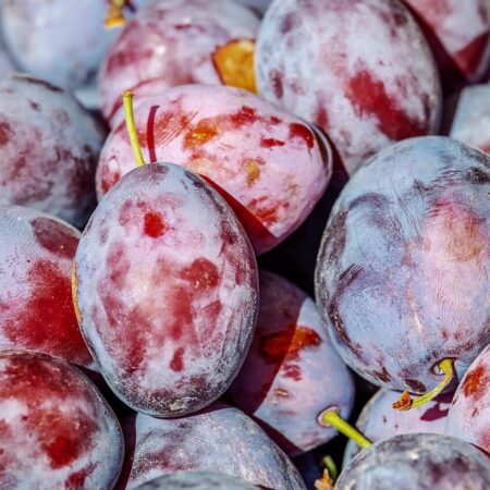 Príprava ovocných kvasov na výrobu destilátov