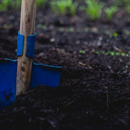 Ako sa pripraviť na výsadbu ovocných stromov a kríkov