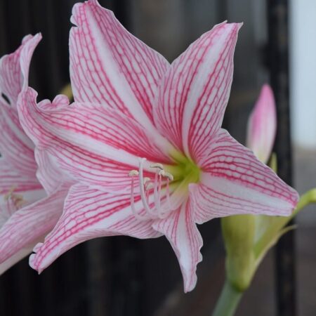 Prenádherná zornica, takto zvládnete jej pestovanie