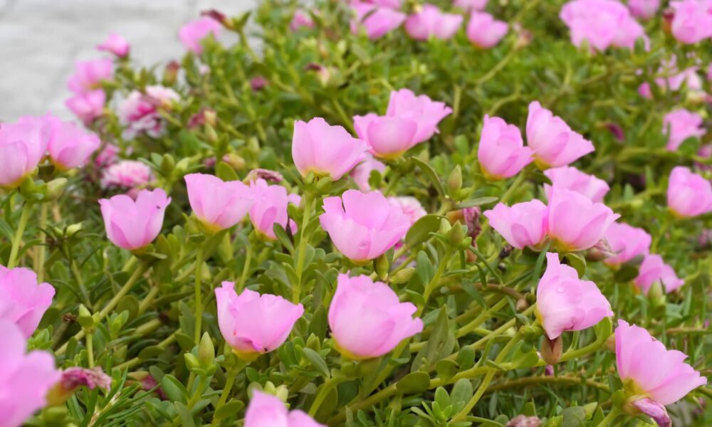 15 invazívnych rastlín, ktoré udusia ostatné plodiny, II.