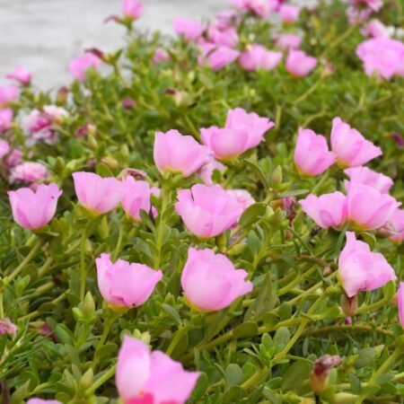 15 invazívnych rastlín, ktoré udusia ostatné plodiny, II.