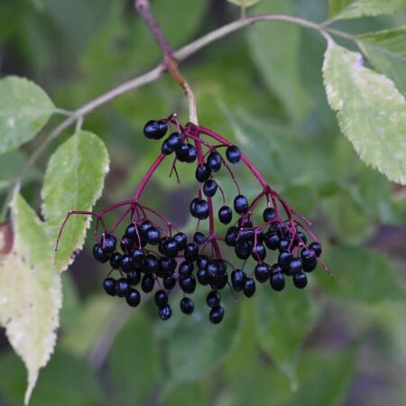 Stop vírusom? Bylinné prípravky na posilnenie imunity