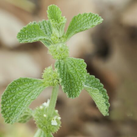 Ako urobiť účinné kvapky proti kašľu z tejto buriny