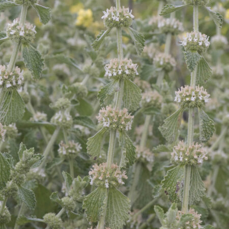 Jablčník obyčajný: Zoznámte sa s touto bylinkou