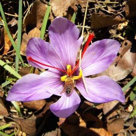 Ako sa postarať o jesenný šafrán