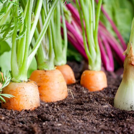 3 veľké mýty o ekologickej záhrade, ktorým veríme