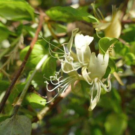 Agresívne rastliny, ktoré nesaďte, ak máte málo miesta