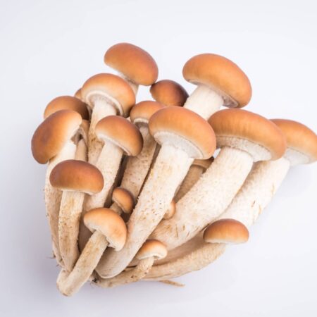 Pestovanie húb doma: Toto sú vhodné druhy