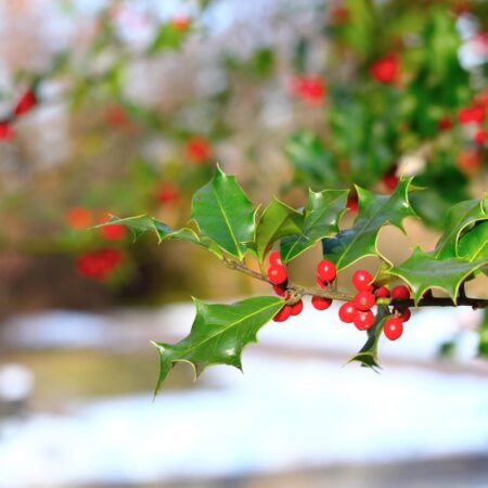 Cezmína ostrolistá: Ako pestovať tento symbol Vianoc