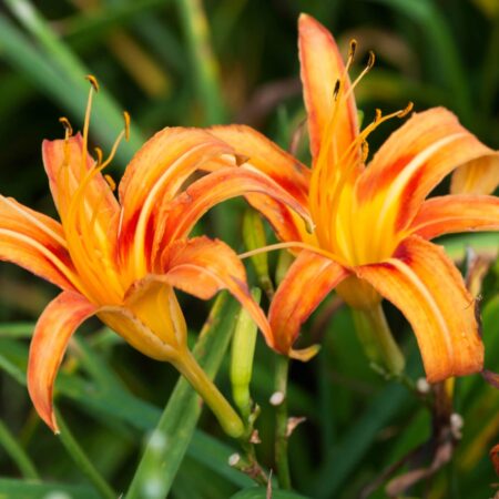 25 jedlých kvetov, ktoré sú krásne