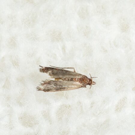 Mole v šatníku: Ako sa s nimi vysporiadať?