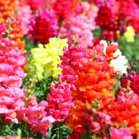 25 chutných kvetov, o týchto to málokto vie