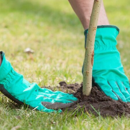 Odrody ovocných stromoc, ktoré sú vhodné na výsadbu na severe