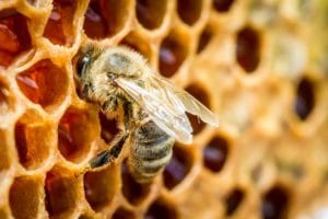 prečo jesť surový med